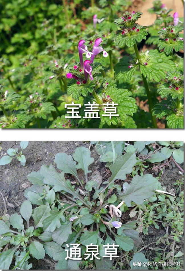 小麦草饮料，绿色健康的饮品新选择