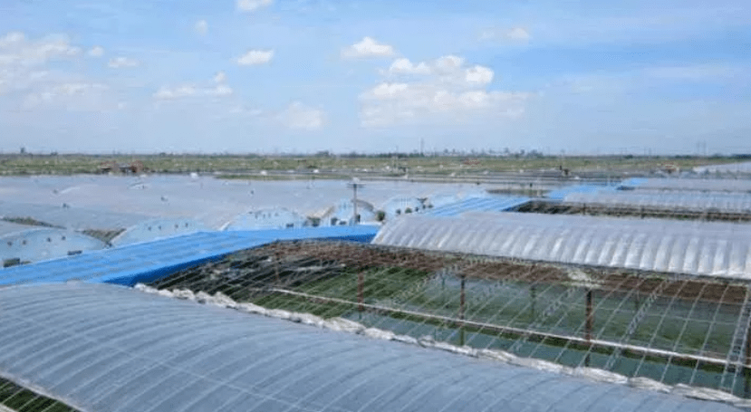 东营周边大棚养殖虾，探索与前景