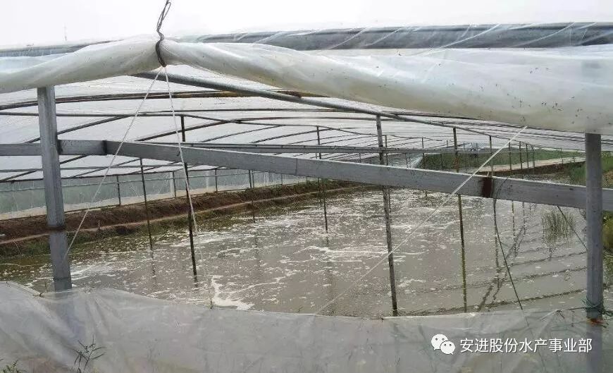 大棚养殖南美白虾的经验分享