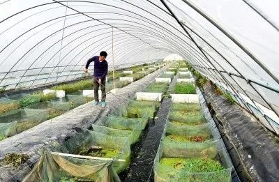 沙洋县大棚养殖黄鳝图，现代养殖技术的成功实践