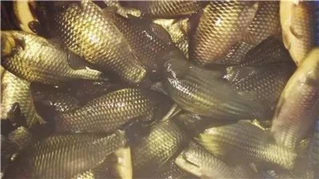 大棚养殖鱼类的研究与实践，一般养什么鱼？