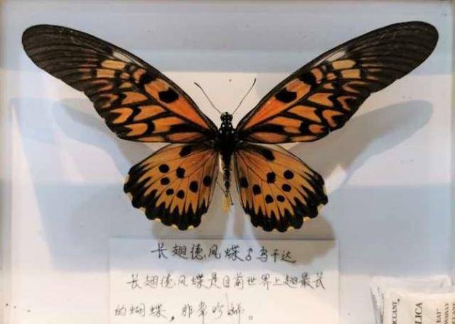 黄金蝴蝶大蛇，神秘与力量的交织