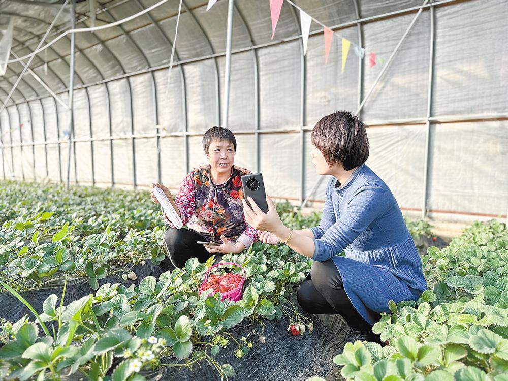 养殖种植混和大棚，农业创新的综合解决方案