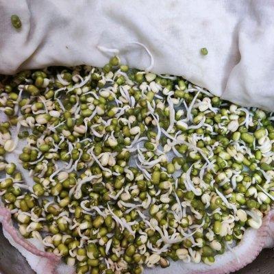 饮料瓶发绿豆芽的做法，一种环保又实用的种植方法