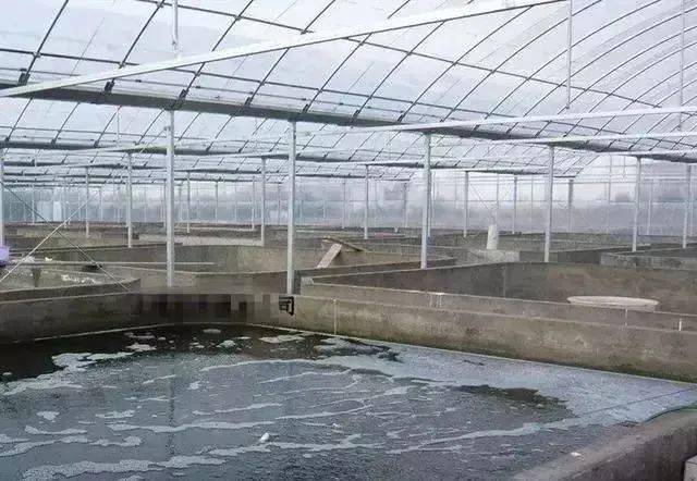 大棚下的虾塘，生态养殖新景观