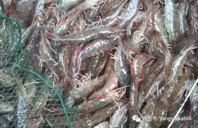 秋冬季大棚养虾，技术要点与管理策略