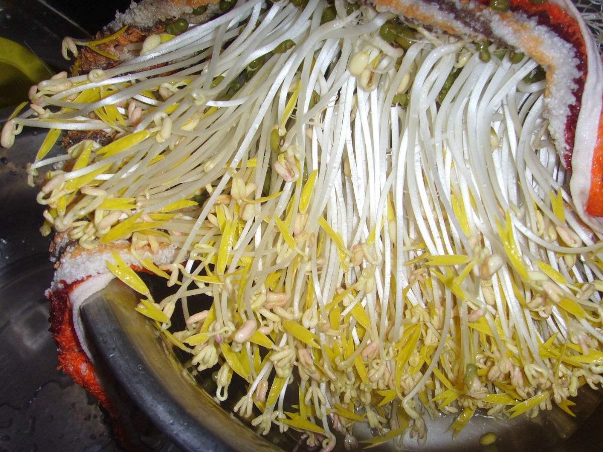 饮料瓶生绿豆芽的步骤图解