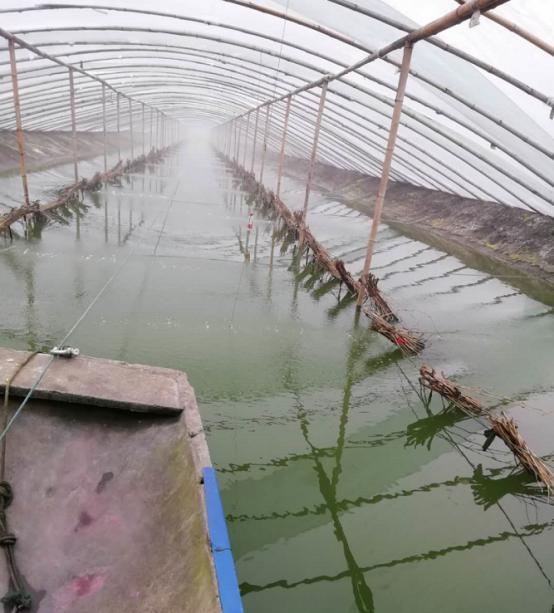 养南美虾苗大棚水配方研究与应用