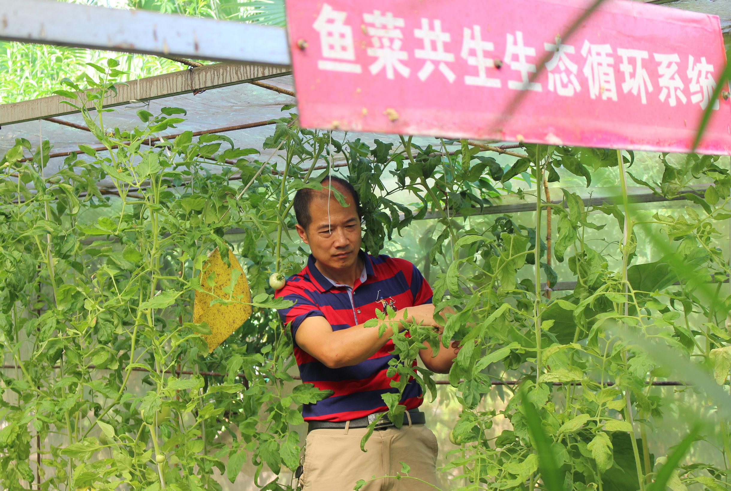 养鱼大棚价格表及其影响因素
