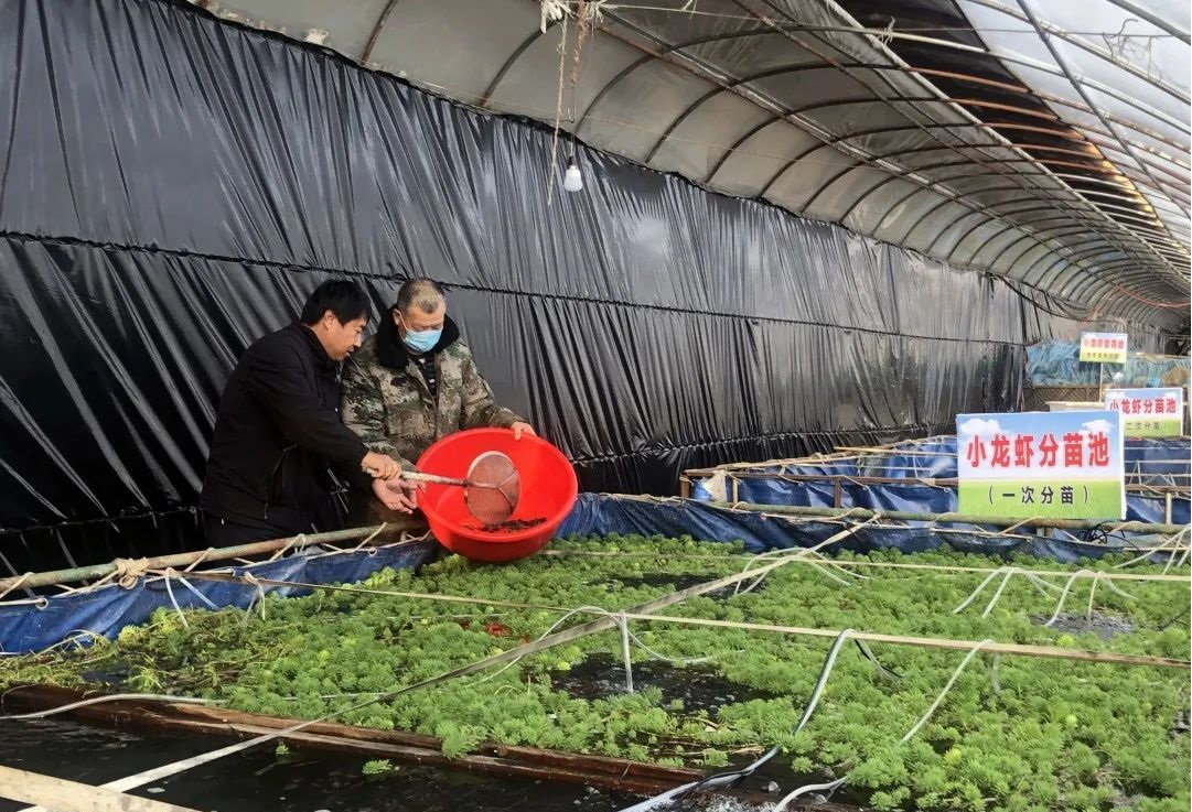大棚养小龙虾的技术与管理