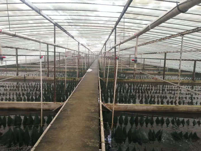 养殖甲鱼大棚，现代水产养殖的新趋势