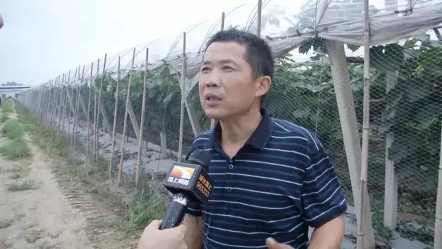 大棚养虾零排放，可能与挑战