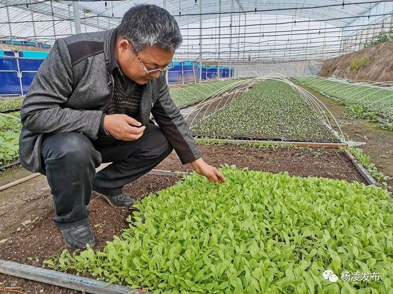 大棚养龙虾，一亩盈利的奥秘