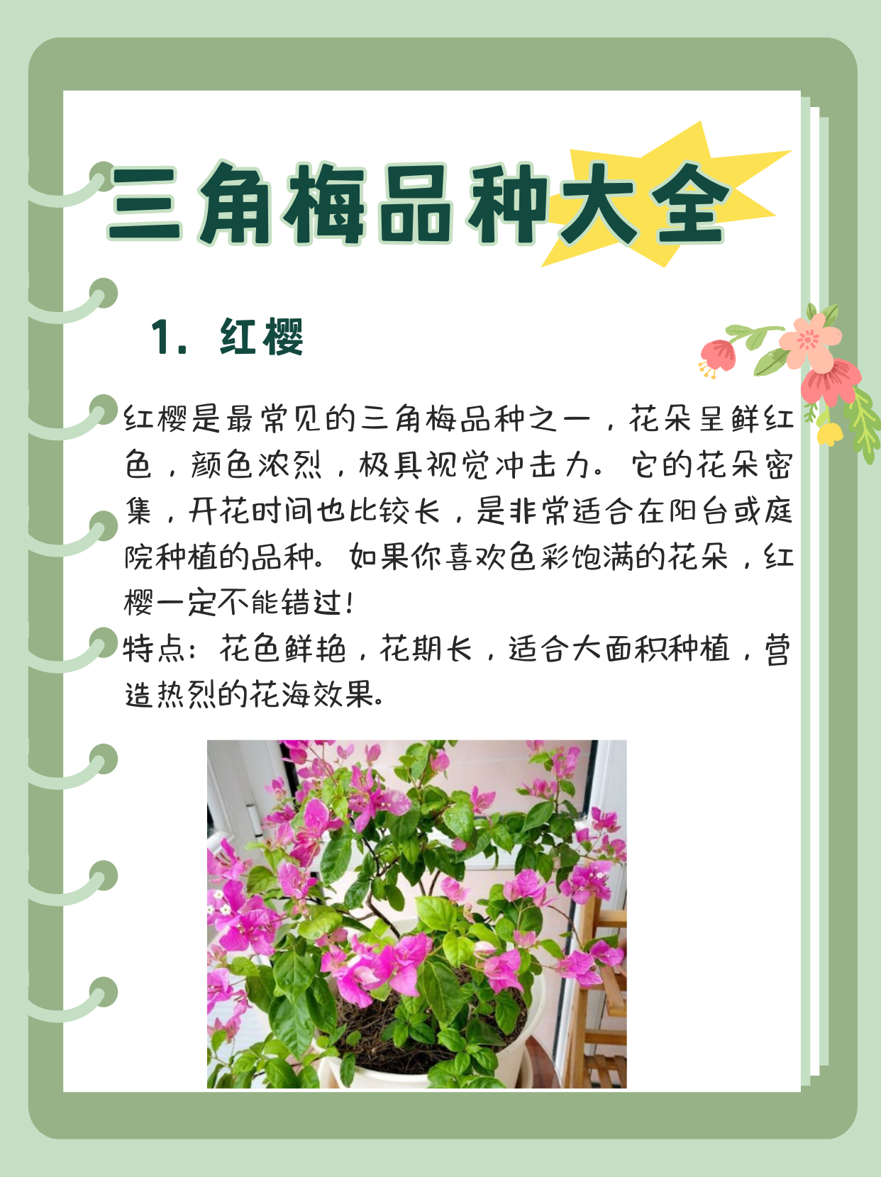最漂亮的三角梅品种排行