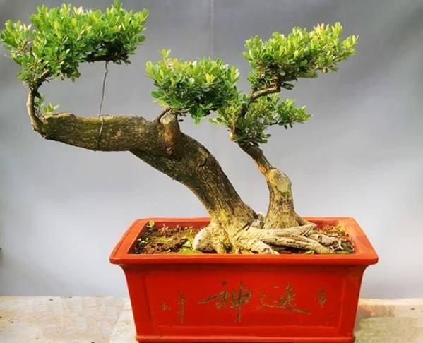 大叶黄杨的珍贵品种解析