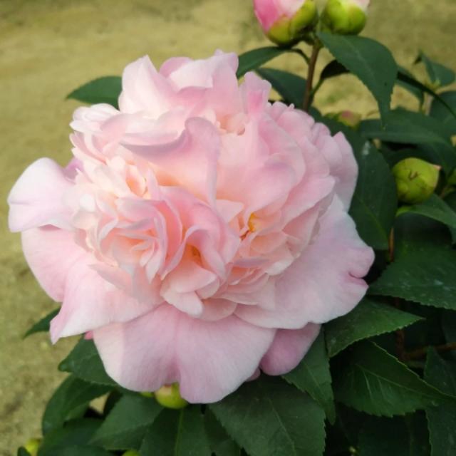 茶花投资品种，探索与策略