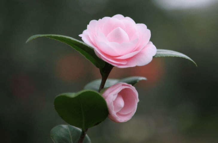 茶花投资品种，探索与机遇