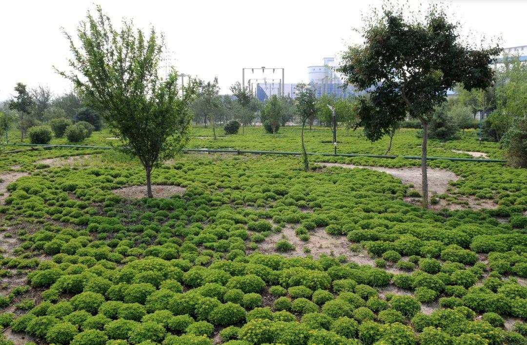 工业区绿化植被品种的重要性及其选择