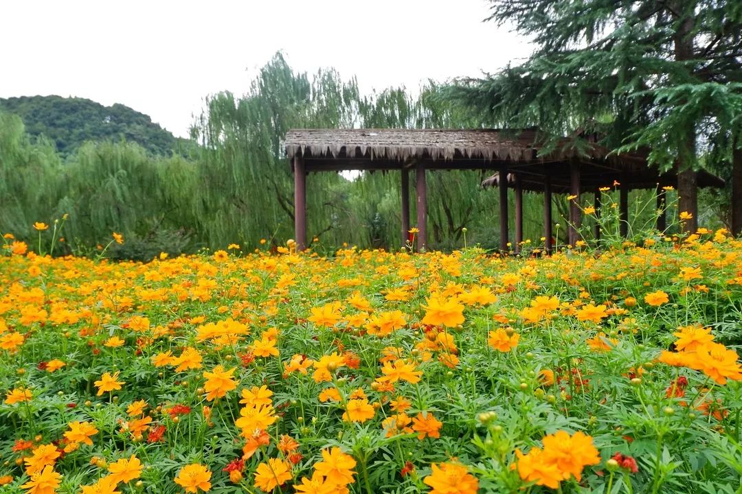 重庆草花品种，多彩自然的魅力展现