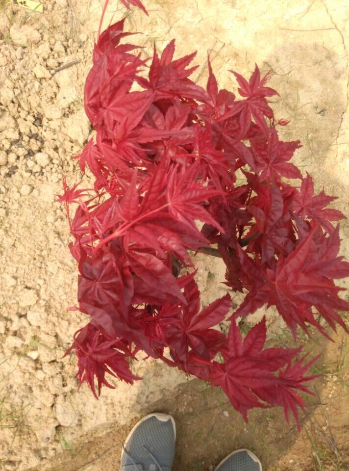盆栽红枫品种有哪些