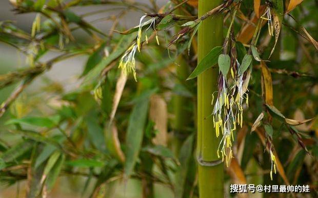 探索落叶少的竹子品种，特点与价值
