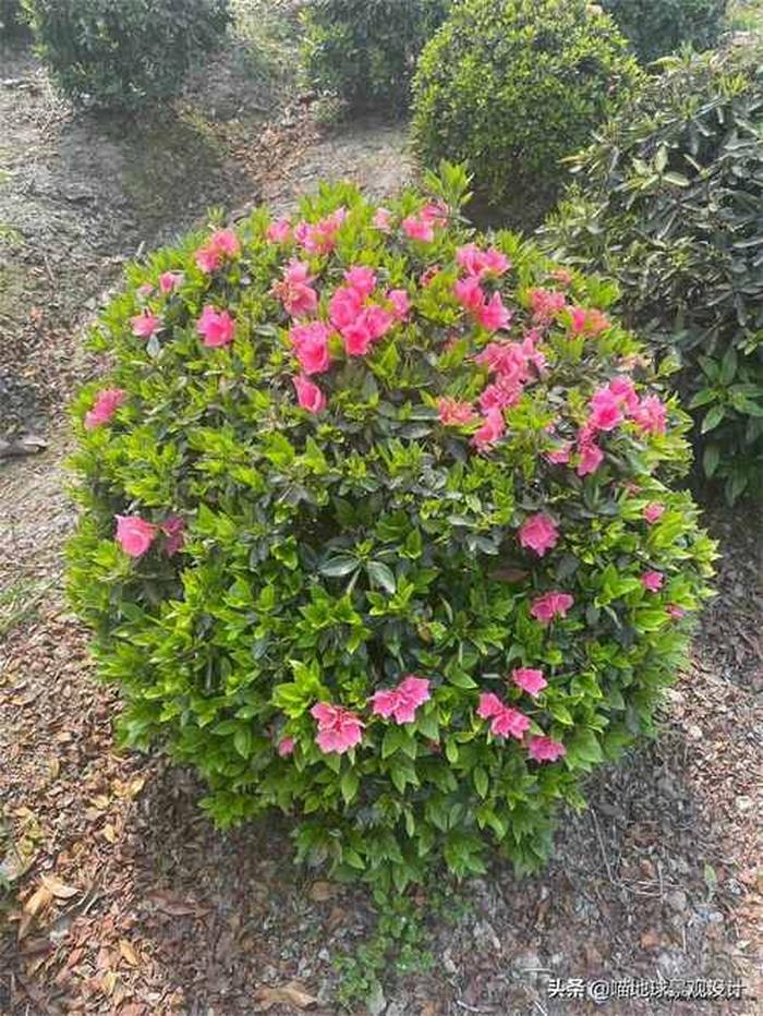 灌木花品种大全，美丽世界的多彩画卷