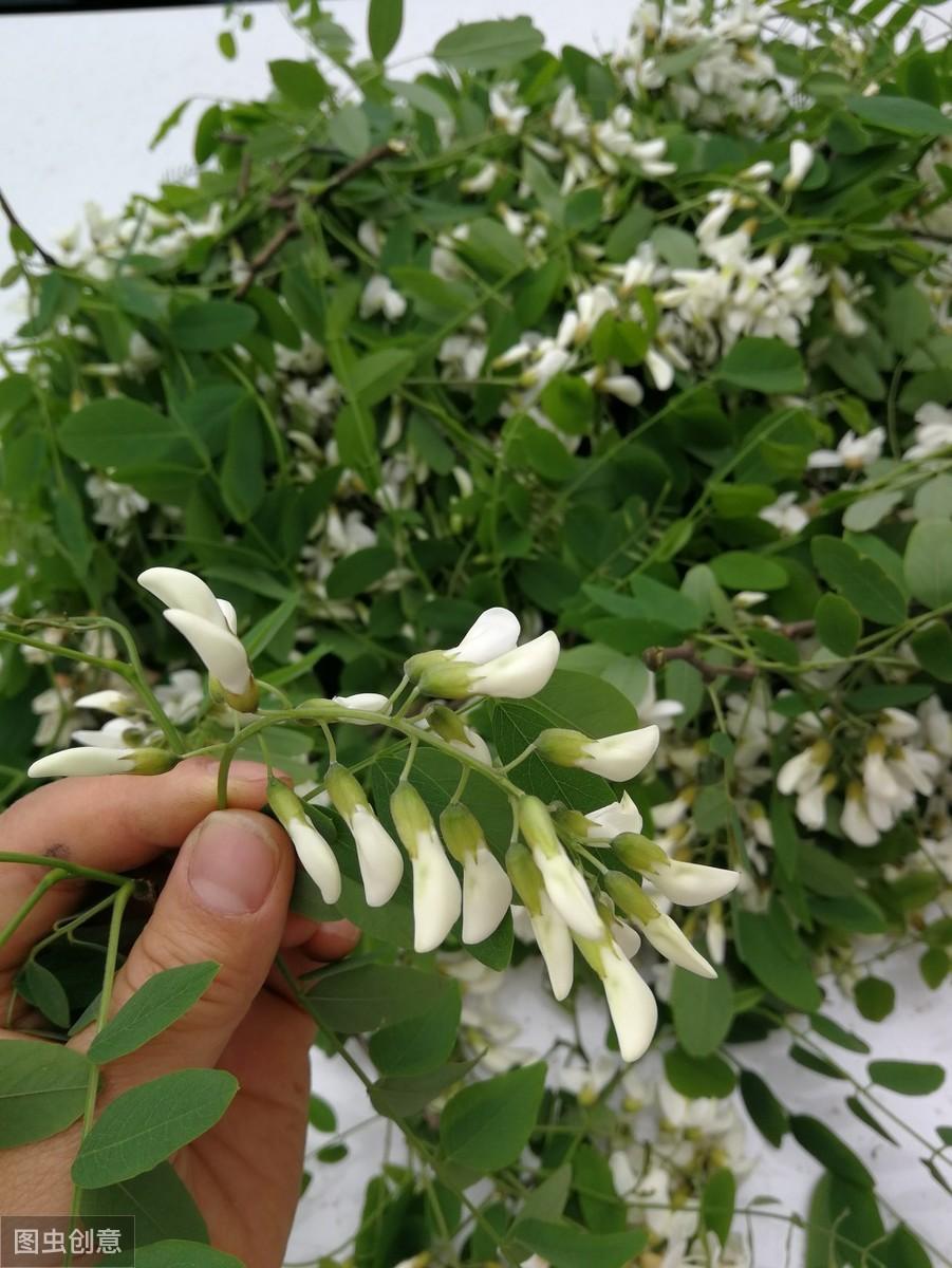 槐树品种繁多，各具特色，本文将介绍几种常见的槐树品种。