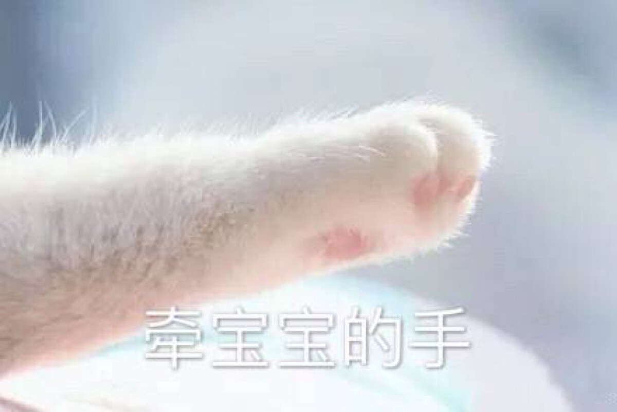 小猫伸爪表情包，萌态可掬的虚拟情感传递者
