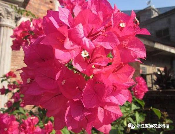 双色三角梅，品种解析与特色展现