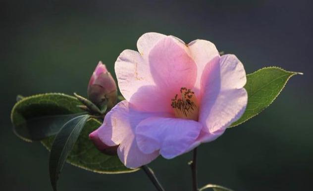 哪个品种的红山茶花漂亮——探寻红山茶花的美丽与魅力