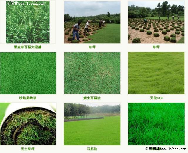 北方选种草坪品种的重要性及其策略