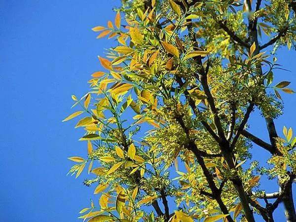 白蜡树品种图片大全，探索多样性与美丽的融合