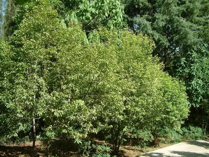 天竺桂品种的种类及其特点