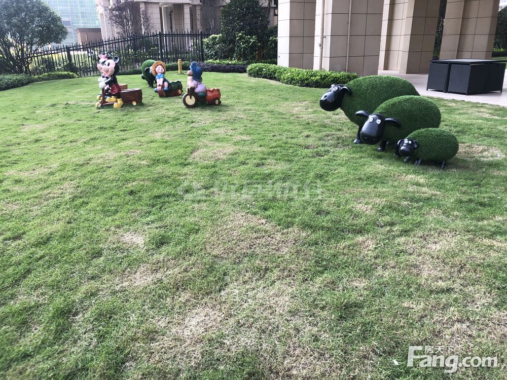 碧桂园草坪的品种解析