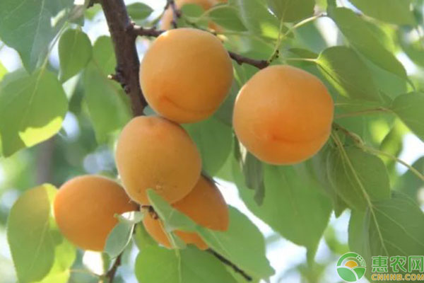 杏树品种介绍