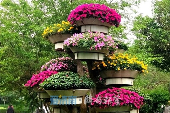 花坛绿化品种，多彩多姿的园林艺术展现