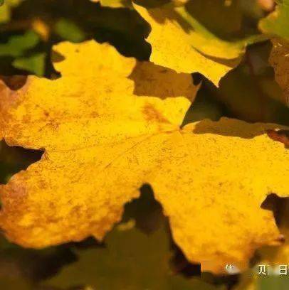 大班美术课程，秋天的水果