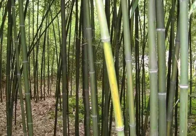 小院种植竹子的品种选择，探索优良品种的魅力