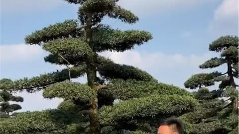 河南种植罗汉松的优选品种探讨