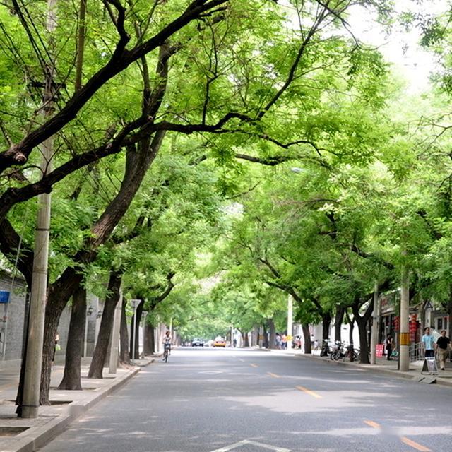 城市绿化树木品种及其重要性