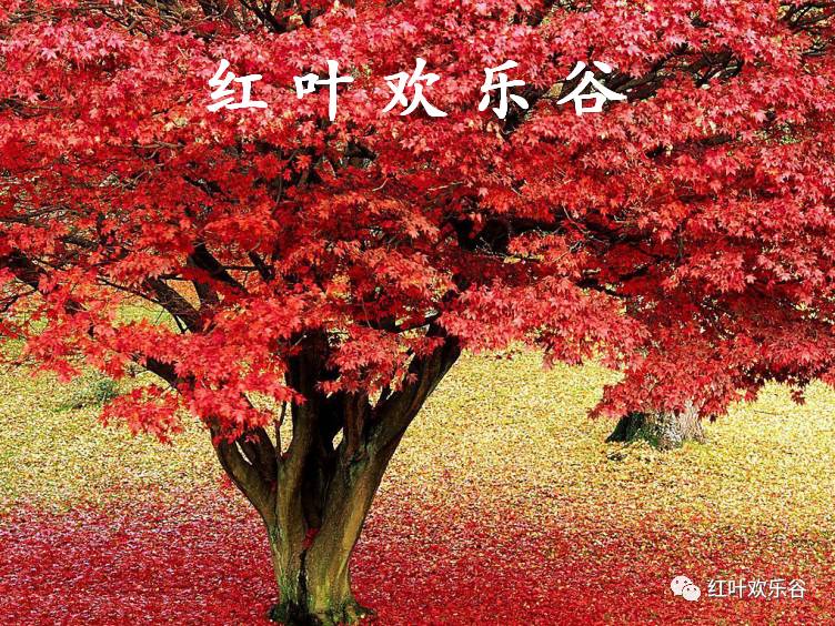探寻最佳红枫品种，红枫品种鉴赏与选择指南