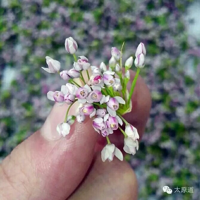 麻蛋花，一种独特魅力的绽放