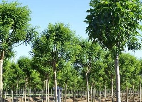 宁夏园林苗木品种，丰富多样与独特魅力