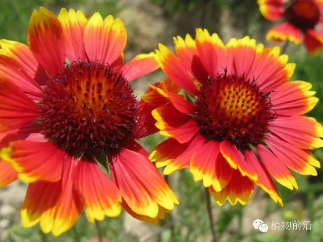 宿根花品种，多彩花卉世界的璀璨明珠