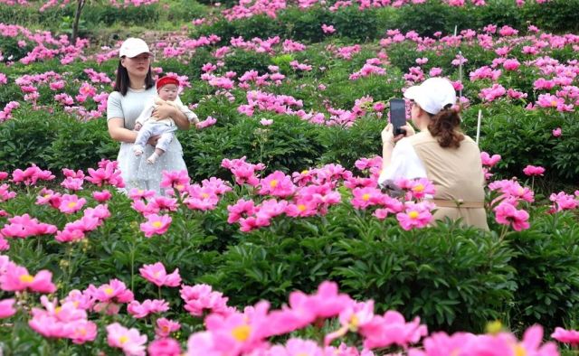 花境品种大全，探索绚丽多彩的植物世界